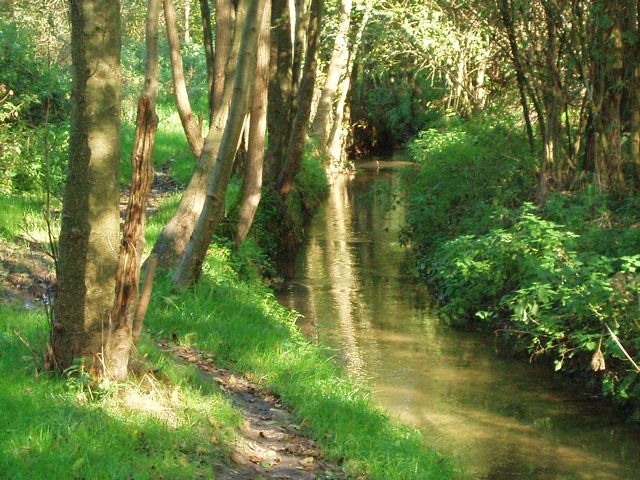 dans les bois